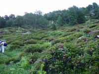 Aufstieg inmitten Alpenrosenmeere