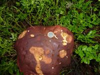 Steinplitz - kaum zu glauben, als Vergleich eine EURO-Münze