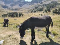 Parc Natural de Sorteny