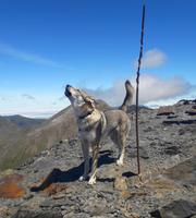 Gipfelbesteigung in Sorteny Naturpark zum Gipfel Pic de l’Estanyó