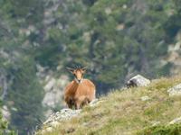 Gipfelbesteigung in Sorteny Naturpark zum Gipfel Pic de l’Estanyó