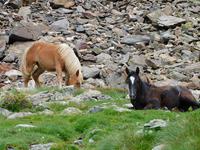 Gipfelbesteigung in Sorteny Naturpark zum Gipfel Pic de l’Estanyó