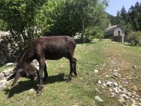 Der Esel begleitete uns eine ganze Weile