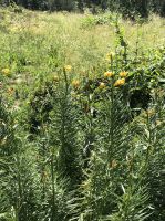 Pyrenäen-Lilie (Lilium pyrenaicum)