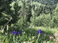 Pyrenäen Schwertlilie - Iris latifolia 