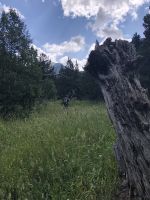 über Bergwiesen hinweg