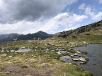 Kühe und Pferde begleiten uns