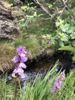 Geflecktes Knabenkraut (Dactylorhiza maculata), auch Flecken-Fingerwurz genannt