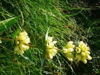 27 Blumen
