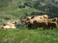 Kuhherde kreuzte unseren Wanderweg