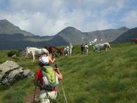 Pferde kreuzen unseren Weg