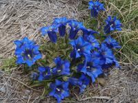 Der blauen Alpenenzian