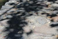 Falter auf dem Steinfußboden