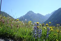 Andorras Blumenwiesen