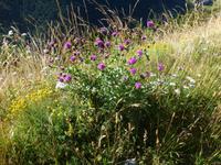 48 Blumen
