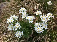 Anemona narcissiflora at Estanys de Tristaina