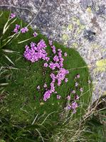 Silene acaule at Estanys de Tristaina