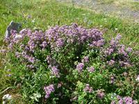 54 Thymian