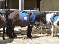 Núria - am See - Ponys