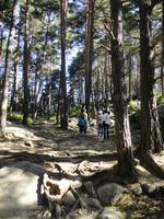 Wald beim Engolasters-See