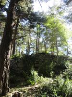 Wald beim Engolasters-See