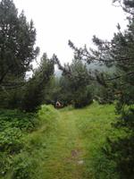 Wanderung durch den verwunschenen Wald, Vall d´ Incles