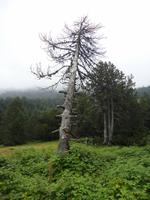 schöner Baum, Vall d´ Incles