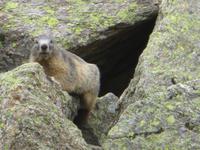 Murmeltiere, Refugi Estany del Siscaro 