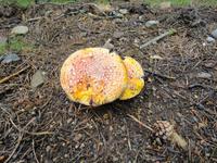 Fliegenpilze im Vall de Núria