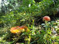 Fliegenpilze im Vall de Sorteny