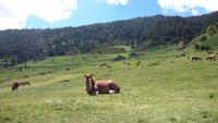 Wanderung - Vall d´Incles