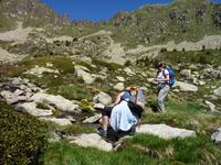viele Blumen die fotografiert werden wollen