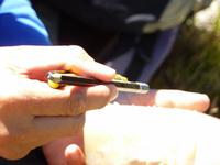 Ignaci hat die Gabel vergessen, nun tun es auch Stifte..