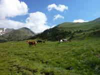 Pferde auf der Bergwiese