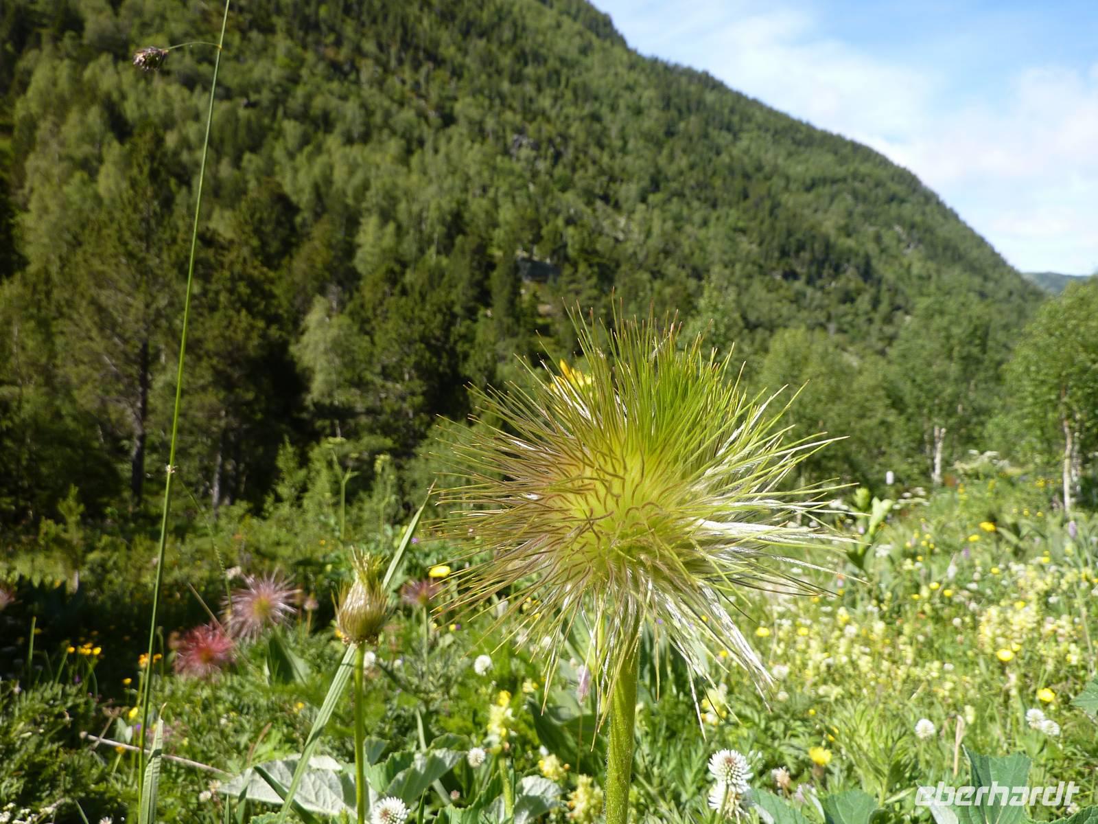 blühende Wiesen soweit das Auge reicht.. 