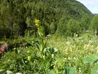 blühende Wiesen soweit das Auge reicht.. 
