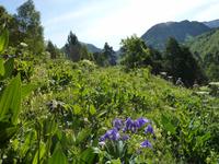 blühende Wiesen soweit das Auge reicht.. 