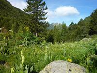 blühende Wiesen soweit das Auge reicht.. 