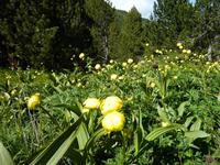 blühende Wiesen soweit das Auge reicht.. 