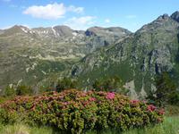 Alpenrosen