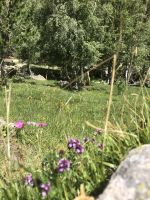 Bergblumen