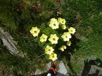 Blumen am Wegesrand