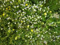 Blumenteppich