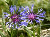 Flockenblume