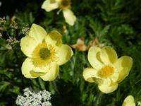 Gletschermohn2