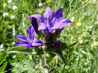 Glockenblume