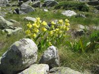 IMG_8760 Flora