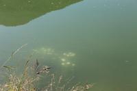Magaritten im See