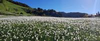 Narzissen, die Andorranische National Blume