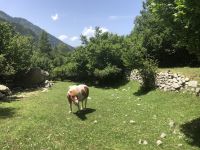 Ponys